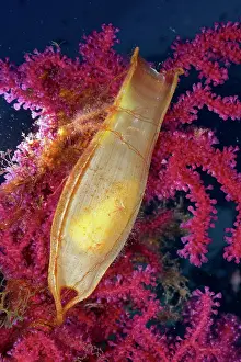 Shark: Egg capsule of nursehound (Scyliorhinus stellaris)