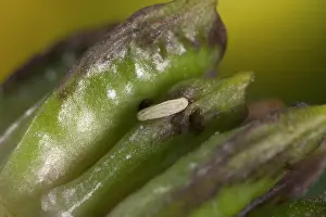Trollius: Egg of the Chiastocheta fly laid on the fruit of