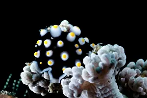 Flatworm: Egg Cowrie - juvenile disguised as poisonous flatworm