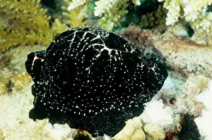 Cowrie: Egg cowrie, named for its round white shell, here
