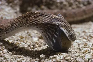 Nonpoisonous: Egg-eating Snake