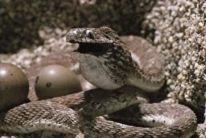 Nonpoisonous: Egg-eating Snake