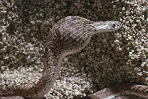 Nonpoisonous: Egg-eating Snake