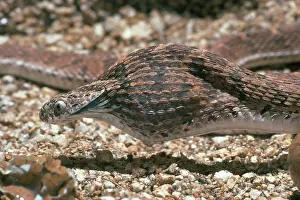 Bulge: Egg-Eating Snake