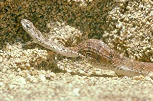 Constricting: Egg-eating Snake constricting