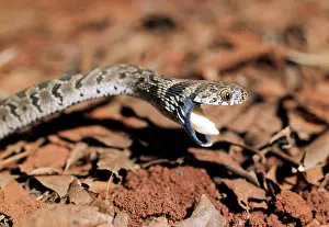 Scabra: Egg-eating Snake - discarding egg after eating