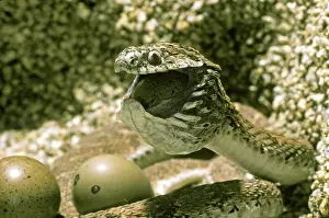 Dasypeltis: Egg-eating Snake Eating Egg
