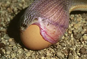 Nonpoisonous: Egg-eating Snake Eating Egg