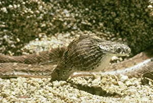 Nonpoisonous: Egg-eating Snake Eating Egg