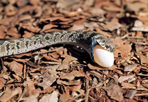 Scabra: Egg-eating Snake - eating egg - sequence 2 of 7