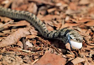 Scabra: Egg-eating Snake - eating egg - sequence 3 of 7