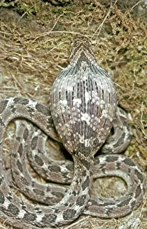 Fasciata: Egg Eating Snake - the egg has now been swallowed