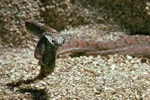 Spits: Egg-Eating Snake ejects shell