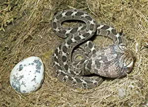 Fasciata: Egg Eating Snake - engulfing the egg