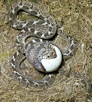 Fasciata: Egg Eating Snake - forcing the egg into its throat