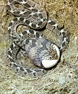 Fasciata: Egg Eating Snake - forcing the egg into its throat