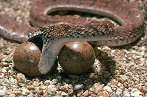 Dasypeltis: Egg-Eating Snake seizing egg