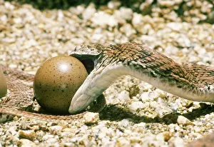 Constrictor: Egg-eating Snake seizing egg