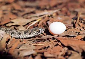 Scabra: Egg-eating Snake - sequence 1 of 7
