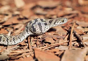 Scabra: Egg-eating Snake - showing egg having been swallowed