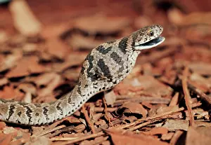 Scabra: Egg-eating Snake - showing egg having been swallowed