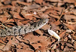 Scabra: Egg-eating Snake - showing empty egg shell having