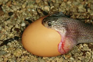 Dasypeltis: Egg-eating Snake swallowing chicken egg