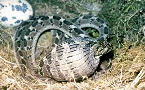 Fasciata: Egg Eating Snake - swallowing the egg and beginning