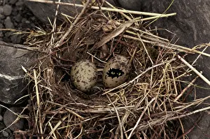 Composite: Egg with eyes