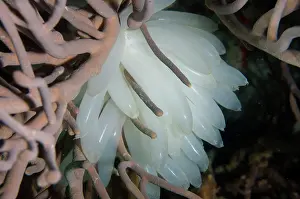 Oval: Egg mass of Bigfin Reef Squid - Kahuku dive site