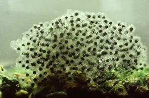 Pipiens: Egg mass of Northern Leopard Frog