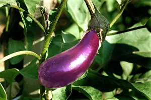 Aubergine: Egg plant / Aubergine