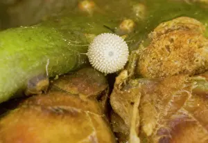 Hairstreak: Egg of Purple Hairstreak - on oak bud