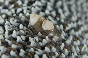 Timor: Egg Shell Shrimp - on coral - Tasi Tolu dive