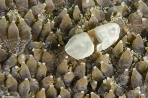 Timor: Egg Shell Shrimp - on coral - Tasi Tolu dive