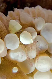 Besar: Egg Shell Shrimp IMAX dive site, Tatawa Besar Island
