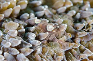 030822: Egg Shell Shrimp - on Mushroom Coral (Fungia sp) - Kubu, Tul