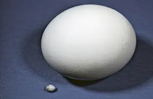 Comparison: Egg Size Comparison