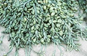 John Mason: EGG WRACK SEAWEED