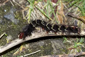 210519: Eggar (Lasiocampidae sp.), Kinabalu National Park