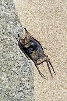 Skate: Eggcase of skate