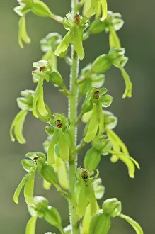 Full Length: Eggleaf twayblade (Listera ovata) inflorescence particular, Liguria, Italy