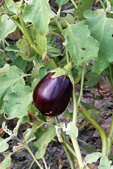 Ferry: Eggplant