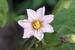 Ferry: Eggplant Flowers