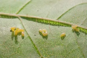 Bipunctata: Eggs of 2 Spot Ladybird on rose leaf
