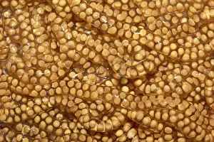 Sticking: Eggs of Beaked Toad (Rhinella, ex Bufo) - Montagne