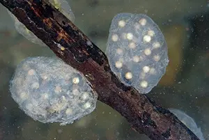 Clusters: Eggs of the California Newt