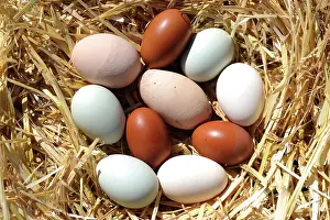 Aliments: Eggs of different breeds of hens in the straw - France