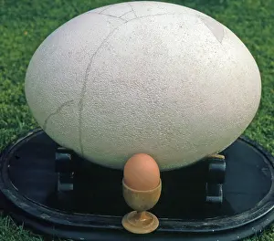 Biggest: Eggs of the extinct Elephant Bird and Domestic Fowl