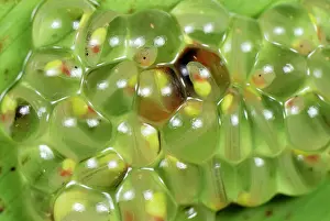 Fleischmanni: Eggs - fully developed tadpoles of Fleischmann's Glass Frog